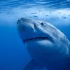 Researchers Track Great White Shark Near Jersey Shore